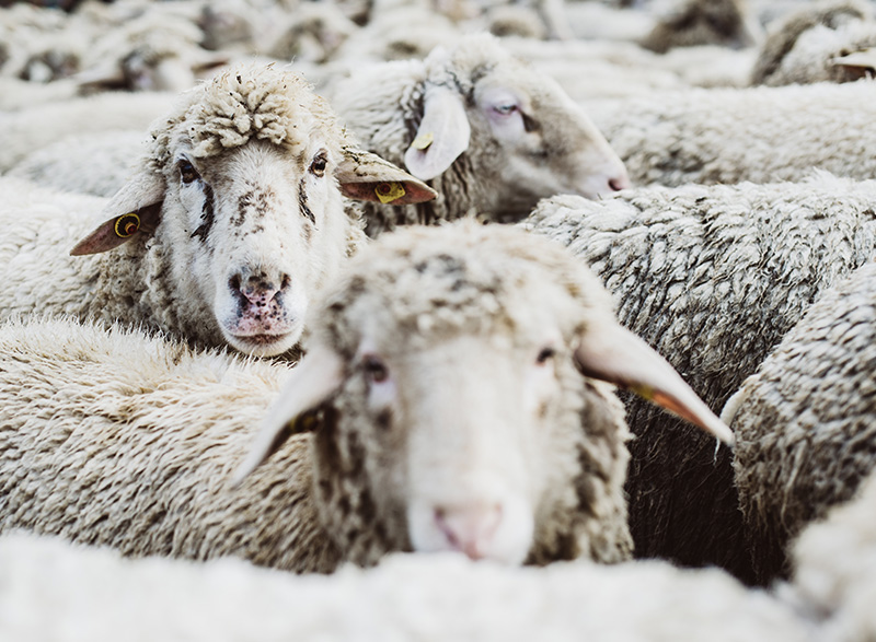 Locwool - Die süddeutsche Schafwolle