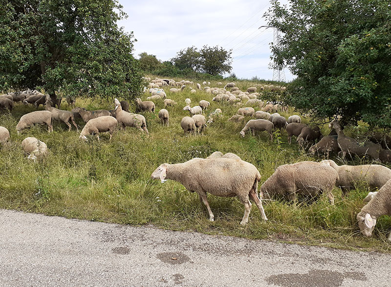 Locwool - Die süddeutsche Schafwolle
