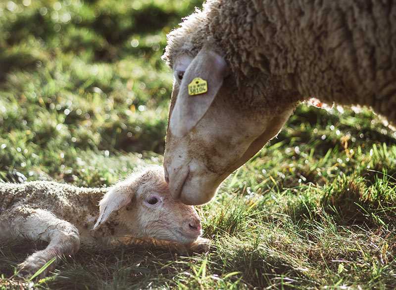 Ein frisch geborenes Lamm