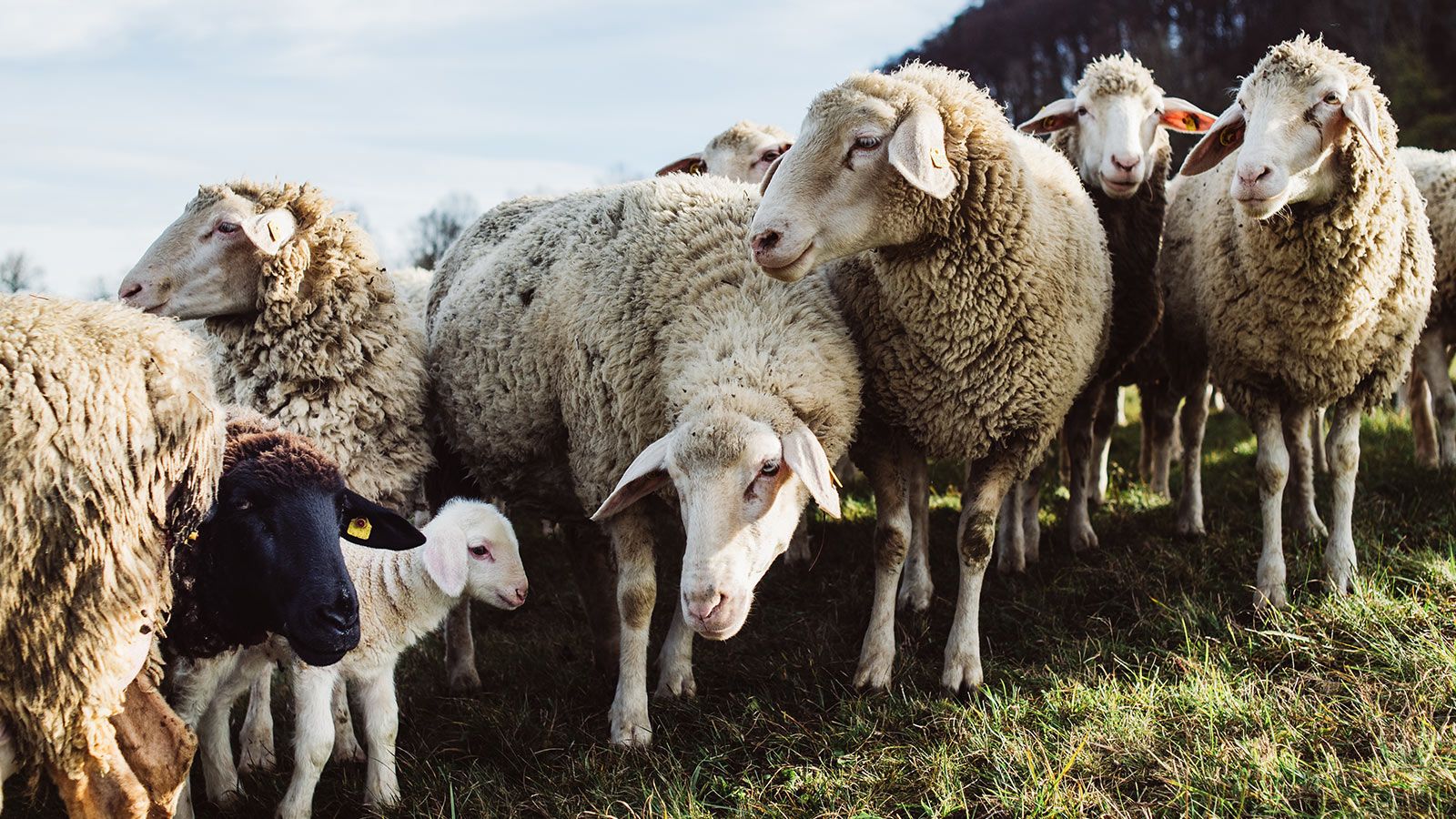 Locwool - Die süddeutsche Schafwolle