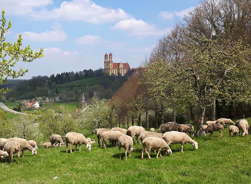 Schafe Locwool