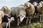 Locwool - Die süddeutsche Schafwolle